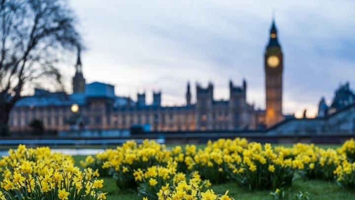 Spring daffodils in front of the Houses of Parliament