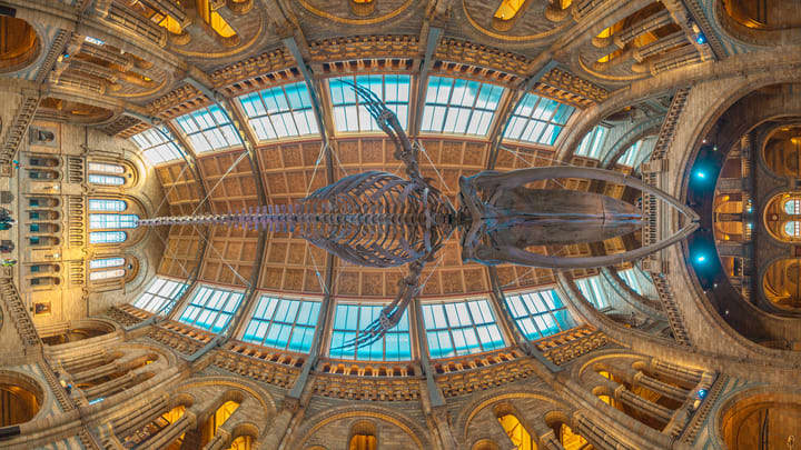 Blue whale skeleton at the Natural History Museum in London